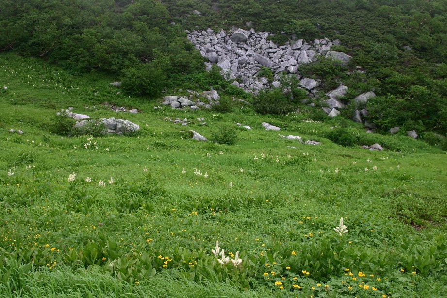 長野の千畳敷カールを散策してきました 梅雨前線が南下して山頂は雲の中でしたが多くの花に出会うことができました